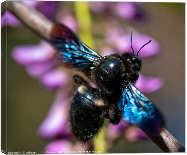 A female carpenter bee (Xylocopa caffra) at rest. Canvas Print by Adrian Turnbull-Kemp