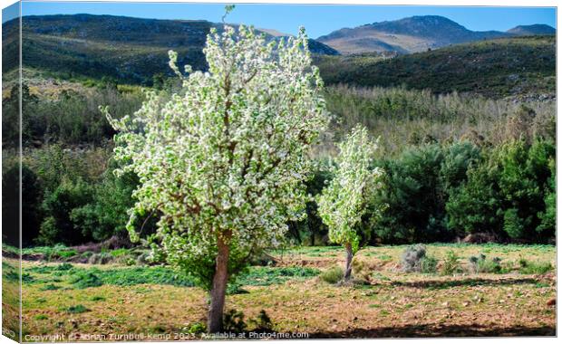 Wild pear trees below the Kouga mountains Canvas Print by Adrian Turnbull-Kemp