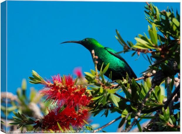 Domineering sunbird Canvas Print by Adrian Turnbull-Kemp