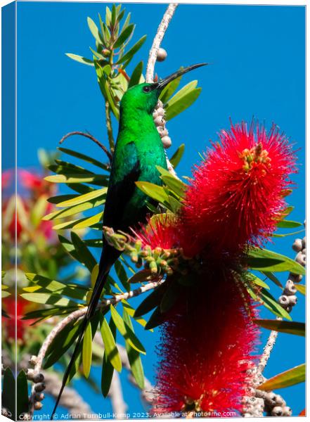 Striking a pose with his tongue out. Canvas Print by Adrian Turnbull-Kemp