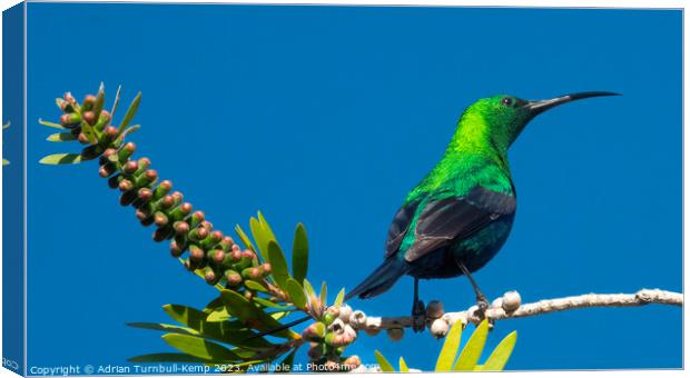 A curious male malachite sunbird. Canvas Print by Adrian Turnbull-Kemp