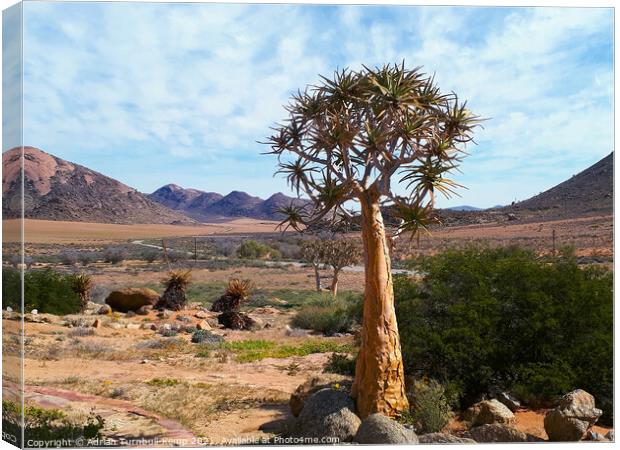Lone tree aloe (Aloidendron dichotomum), Goegap Nature Reserve, Springbok, South Africa Canvas Print by Adrian Turnbull-Kemp