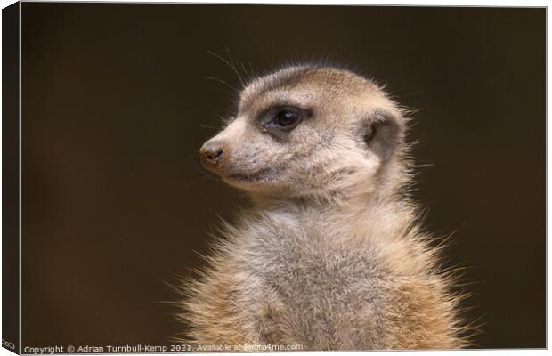 Meerkat sentinel #1, Hartbeespoort, North West, South Africa Canvas Print by Adrian Turnbull-Kemp