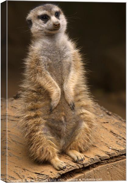 Meerkat sentinel #2, Hartbeespoort, North West, South Africa Canvas Print by Adrian Turnbull-Kemp