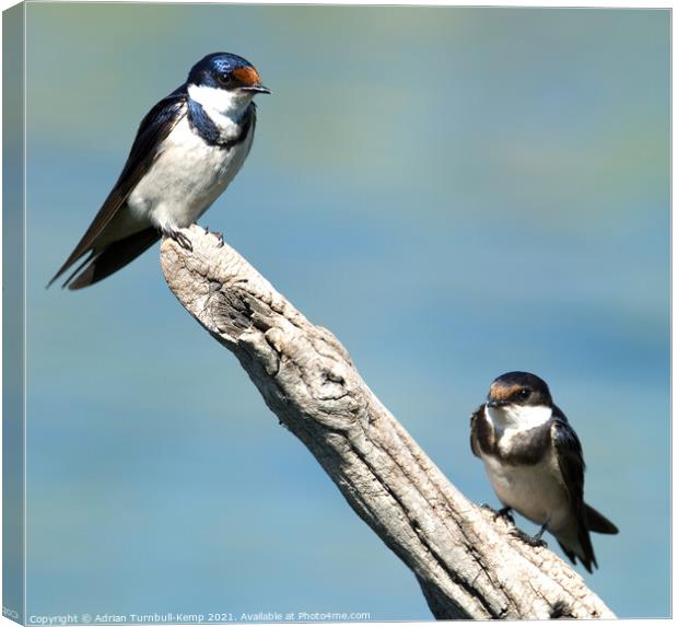 Adult and juvenile White-throated swallow (Hirundo albigularis), Marievale Nature Reserve, Gauteng, South Africa Canvas Print by Adrian Turnbull-Kemp