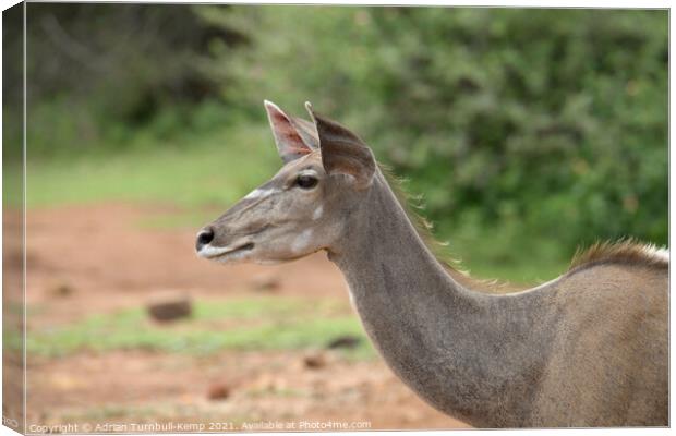 Female Greater Kudu, Pilanensberg National Game Re Canvas Print by Adrian Turnbull-Kemp