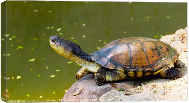 Imperious West African mud turtle, Hartbeespoort, North West, South Africa Canvas Print by Adrian Turnbull-Kemp