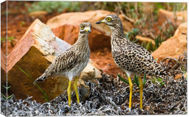 Alert spotted thick knees, private garden, North West, South Africa Canvas Print by Adrian Turnbull-Kemp