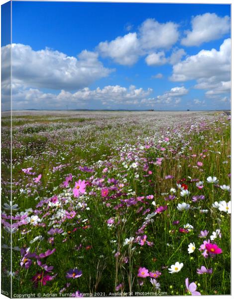 Cosmos under blue sky, North West, South Africa					 Canvas Print by Adrian Turnbull-Kemp