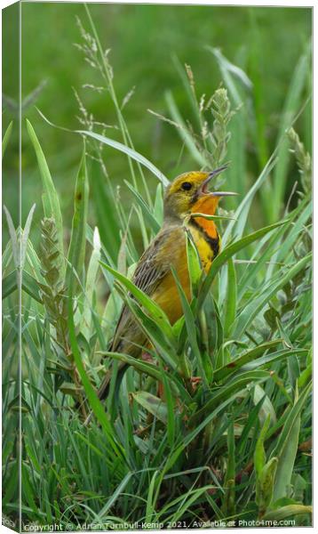Grassland songbird, Rietvlei Nature Reserve, Gauteng, South Africa Canvas Print by Adrian Turnbull-Kemp