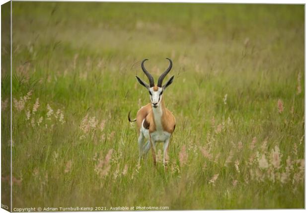 Inquisitive springbok ram, North West South Africa Canvas Print by Adrian Turnbull-Kemp