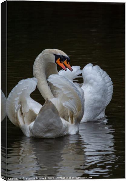 Swans mating Canvas Print by steven bostock