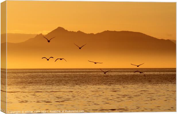 Evening flight  Canvas Print by Alister Firth Photography