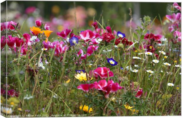 Wild Flower Meadow Canvas Print by Alister Firth Photography