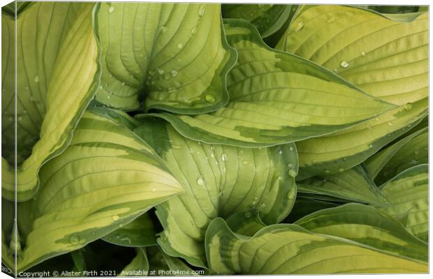 Rain drops on Hosta Canvas Print by Alister Firth Photography