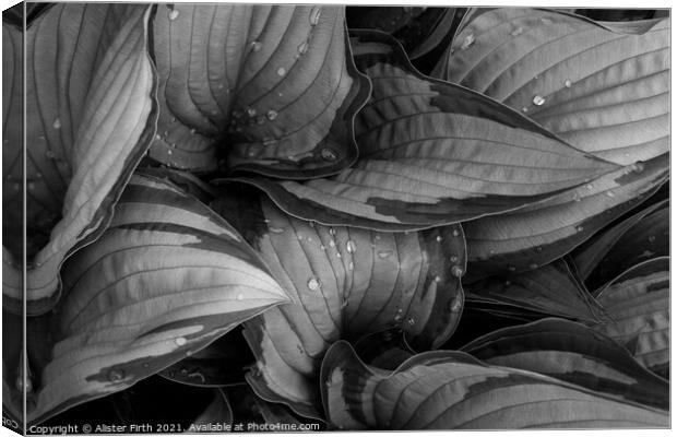Raindrops on Hostas Canvas Print by Alister Firth Photography
