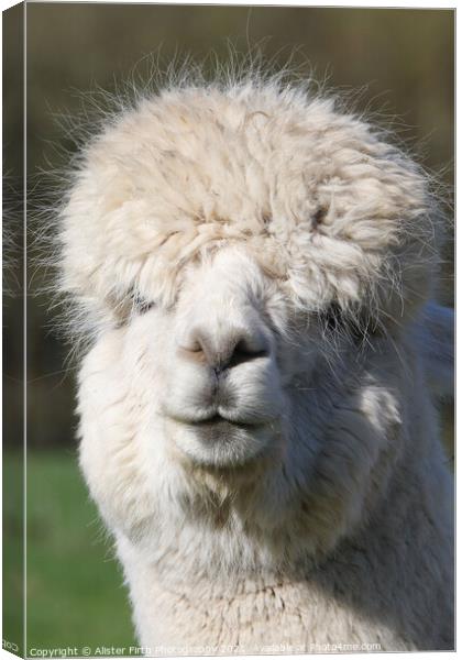 Alpaca Portrait Canvas Print by Alister Firth Photography