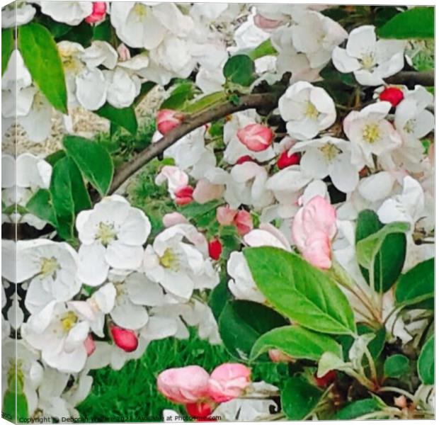 Apple Blossom Canvas Print by Deborah Welfare