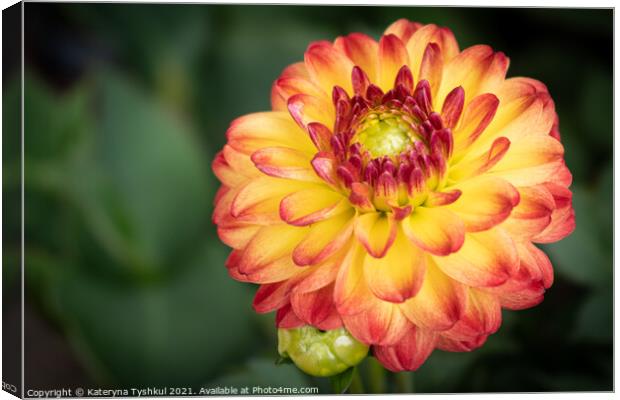 Dahlia flower at the RHS Garden Bridgewater, Manch Canvas Print by Kateryna Tyshkul