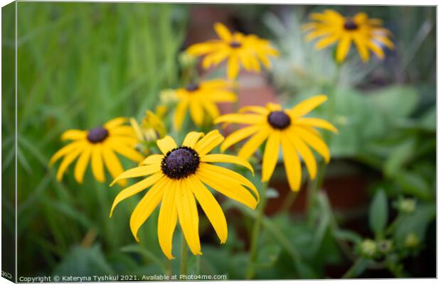 Yellow-eyed Susan at the RHS Garden Bridgewater, M Canvas Print by Kateryna Tyshkul