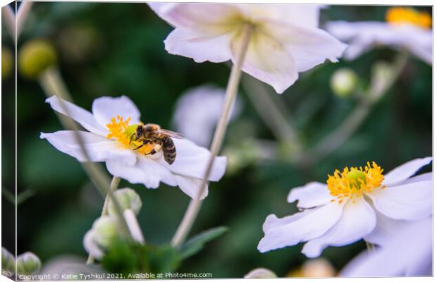 Bee on the white flower Canvas Print by Kateryna Tyshkul