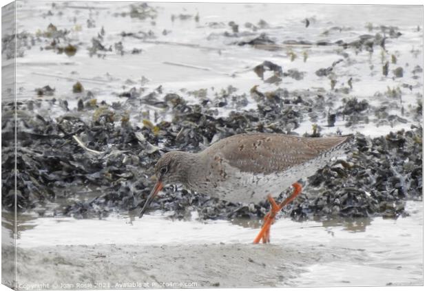 Redshank searching for food at edge of the Thames Canvas Print by Joan Rosie