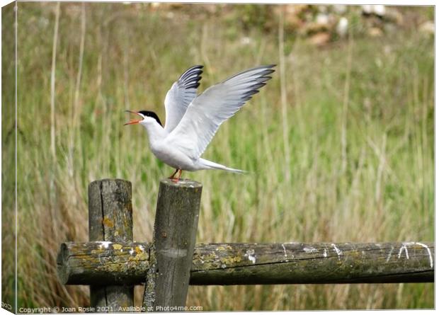Common Tern with open beak and wings raised in the air Canvas Print by Joan Rosie
