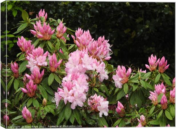 Pink Rhododendron flowers and buds Canvas Print by Joan Rosie