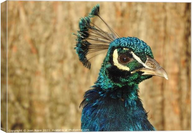 Close-up of Peacock - head, neck and feathered crown Canvas Print by Joan Rosie