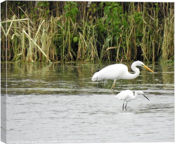 Synchronised Little and Great White Egrets Canvas Print by Joan Rosie