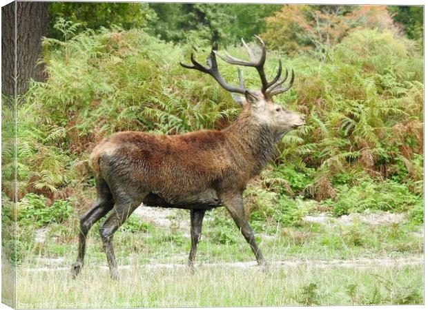 Red Deer Stag with large antlers, walking in front of ferns Canvas Print by Joan Rosie