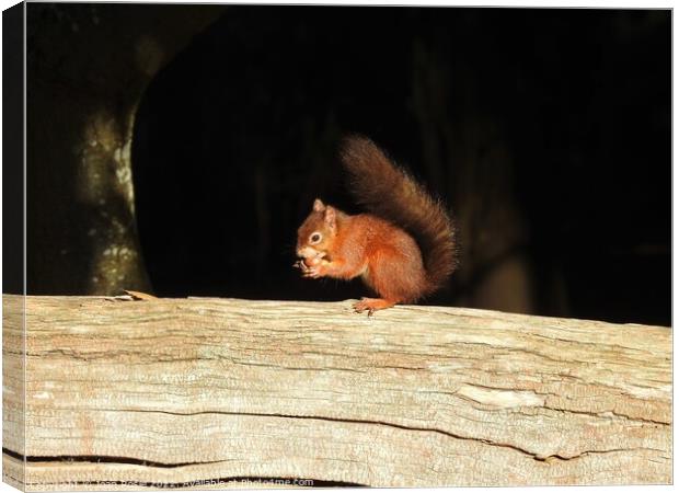 Red Squirrel on top of large log Canvas Print by Joan Rosie