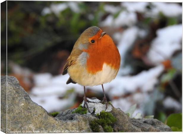 Robin standing on patch of ice on top of a rock Canvas Print by Joan Rosie