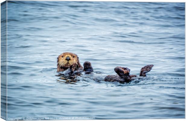 Sea otter in Tofino, cute sea otter portrait Canvas Print by Delphimages Art
