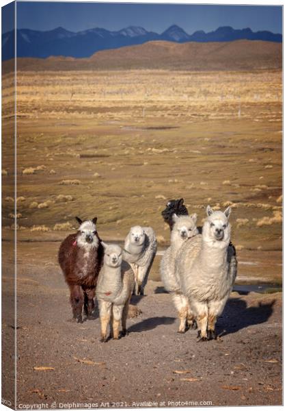 Group of curious alpacas in Bolivia, Andes Canvas Print by Delphimages Art