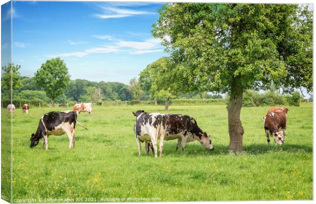 Cows grazing on a sunny day in Normandy, France Canvas Print by Delphimages Art