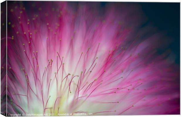 Pink mimosa tree flower close up, floral abstract Canvas Print by Delphimages Art