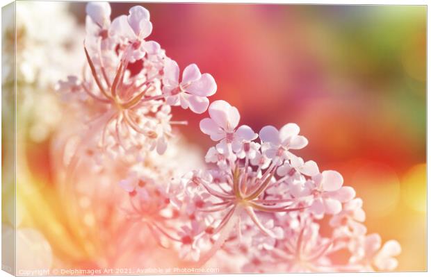 Close up of a wild colourful carrot flower Canvas Print by Delphimages Art