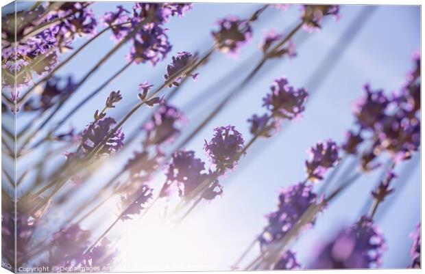 Purple lavender flowers, sun and blue summer sky Canvas Print by Delphimages Art