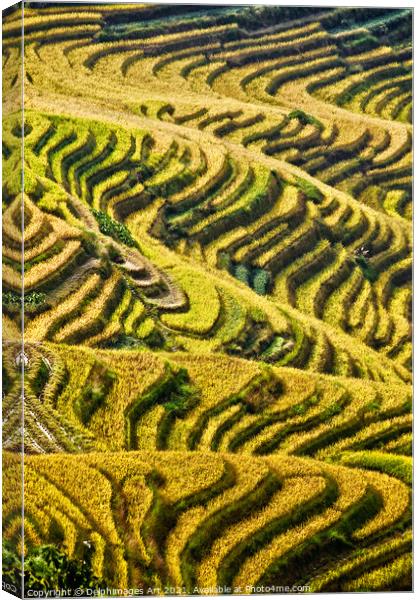  Longji rice terraces near Guilin, Guanxi China Canvas Print by Delphimages Art