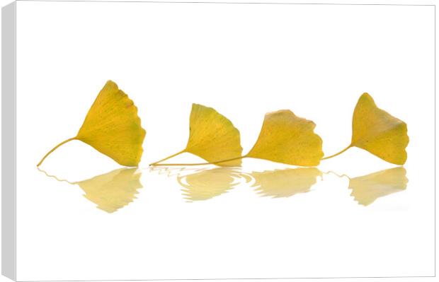 Four gingko leaves in autumn on white background Canvas Print by Delphimages Art