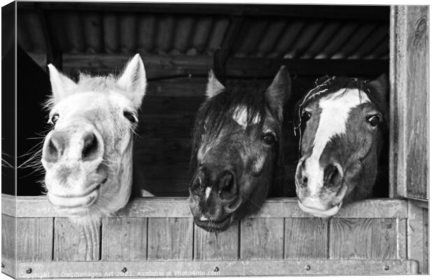 Three funny horses in their stables, fun animals Canvas Print by Delphimages Art
