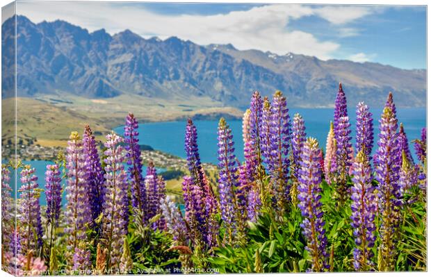 New Zealand. Lupins at Lake Wakatipu Queenstown Canvas Print by Delphimages Art