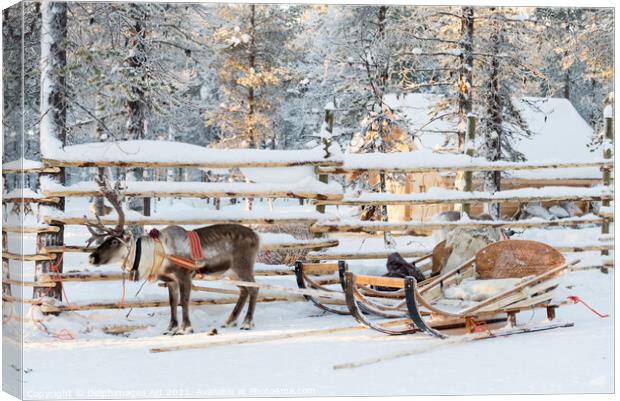 Santa's Reindeer sleigh in Lapland Canvas Print by Delphimages Art