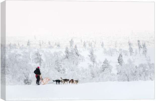 Husky safari, dog sledding in winter Canvas Print by Delphimages Art