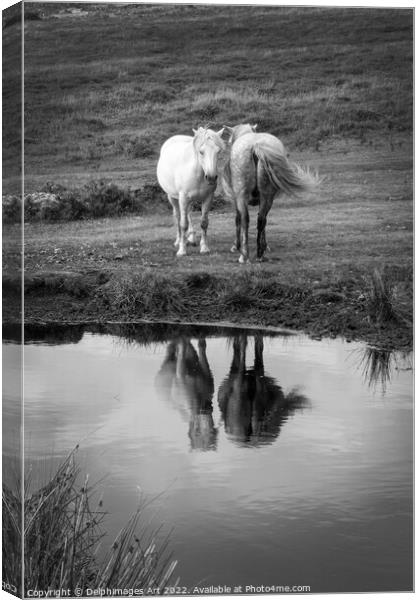 Dartmoor Ponies, water reflections, Devon, UK Canvas Print by Delphimages Art
