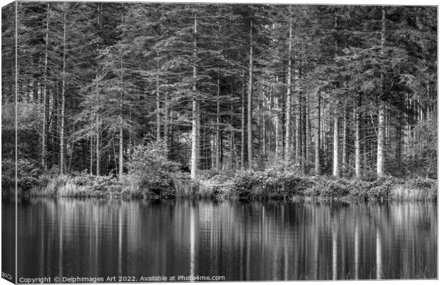 Pine tree reflections at Lochan near Glencoe, blac Canvas Print by Delphimages Art