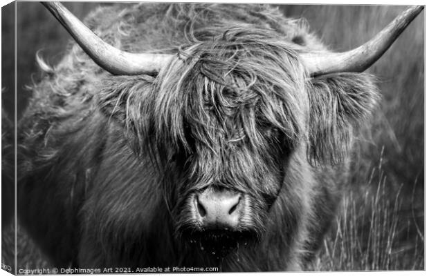 Highland cow close portrait, black and white Canvas Print by Delphimages Art