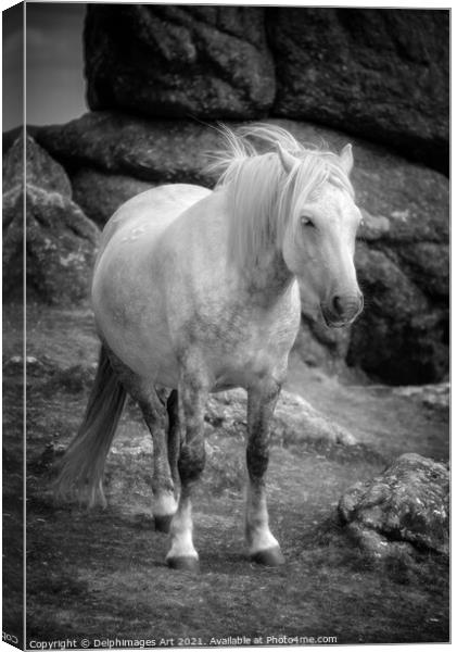 Dartmoor pony, black and white Canvas Print by Delphimages Art