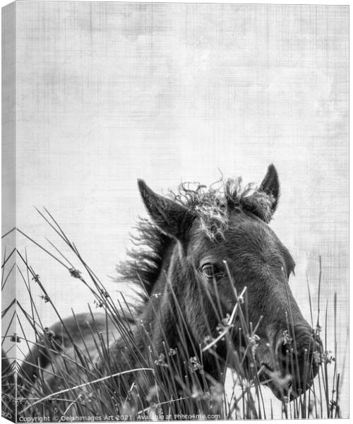 Dartmoor pony foal, black and white  Canvas Print by Delphimages Art